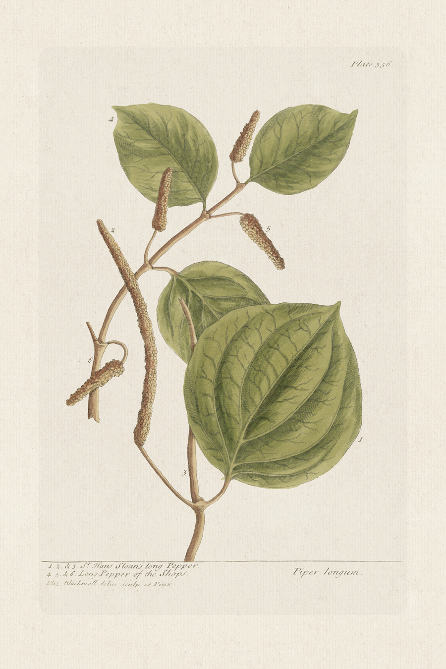 BEE 356 Hans Sloan's long Pepper